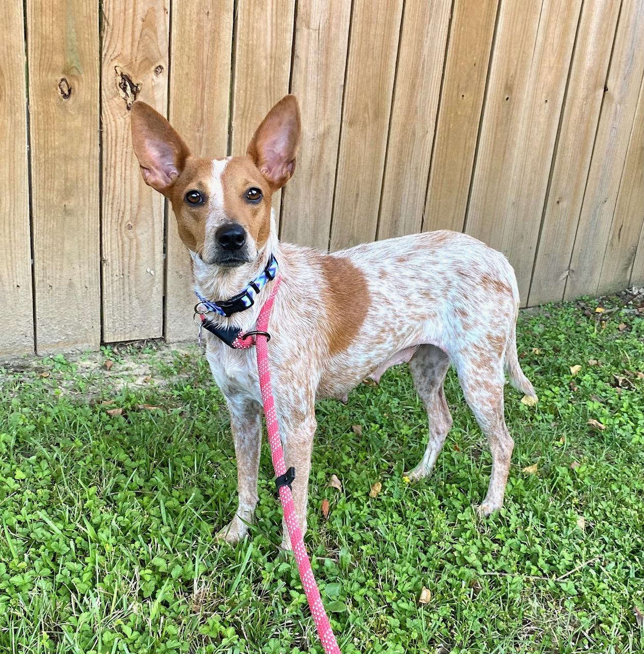 Enlarge Liza, a Adopted mixed breed in Valley Cottage, NY image 3/3
