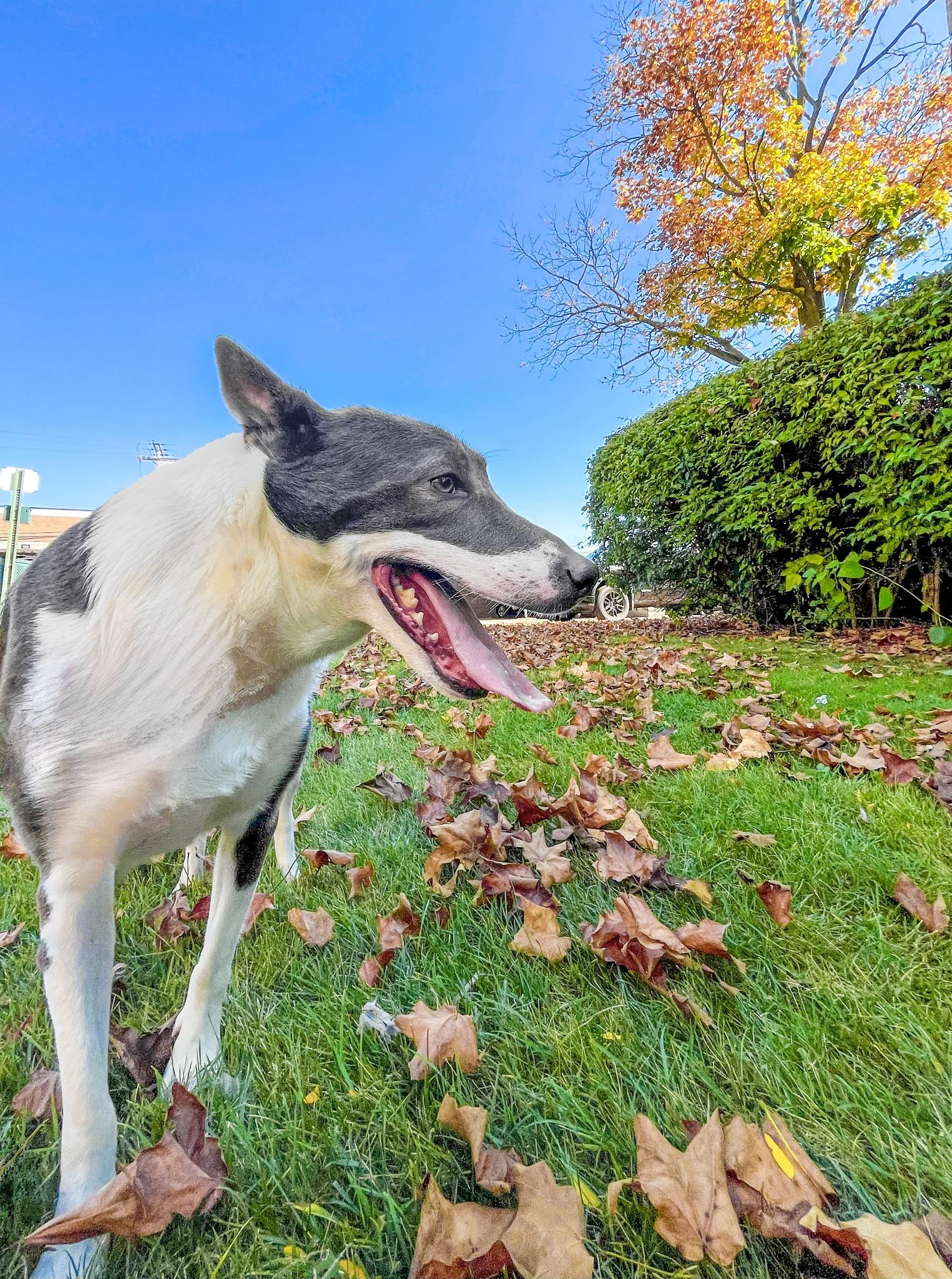 BOSCO- Needs a foster/forever home!, an adoptable McNab, Shepherd in Birmingham, MI, 48012 | Photo Image 1