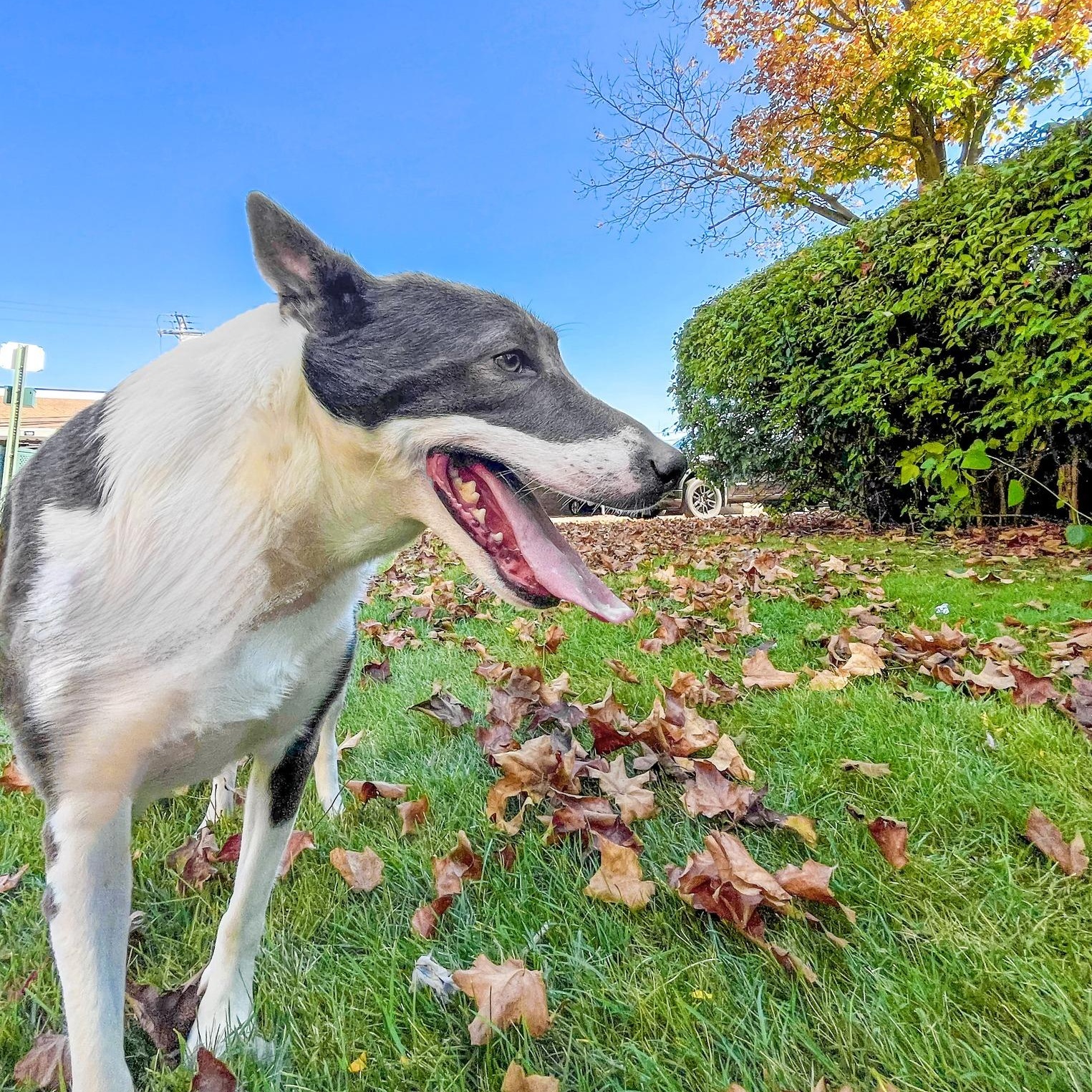 BOSCO- Needs a foster/forever home!, a Adoptable mixed breed in Birmingham, MI image 3/6