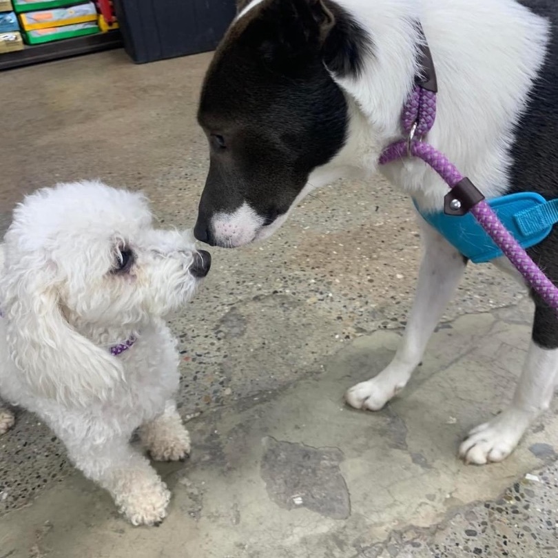 BOSCO- Needs a foster/forever home!, a Adoptable mixed breed in Birmingham, MI image 5/6