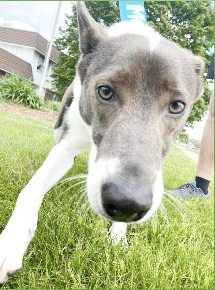 BOSCO- Needs a foster/forever home!, an adoptable McNab, Shepherd in Birmingham, MI, 48012 | Photo Image 2