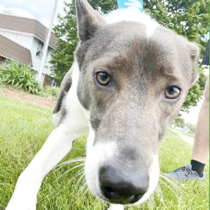 BOSCO- Needs a foster/forever home!, a Adoptable mixed breed in Birmingham, MI image 6/6