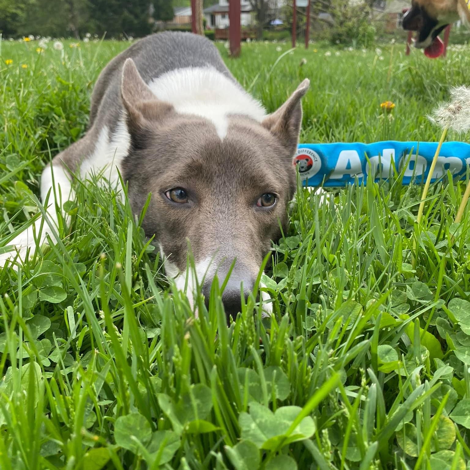 BOSCO- Needs a foster/forever home!, a Adoptable mixed breed in Birmingham, MI image 4/6