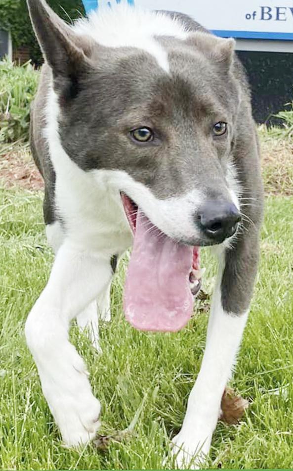 BOSCO- Needs a foster/forever home!, an adoptable McNab, Shepherd in Birmingham, MI, 48012 | Photo Image 3