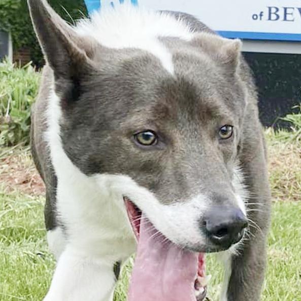 BOSCO- Needs a foster/forever home!, a Adoptable mixed breed in Birmingham, MI image 2/6