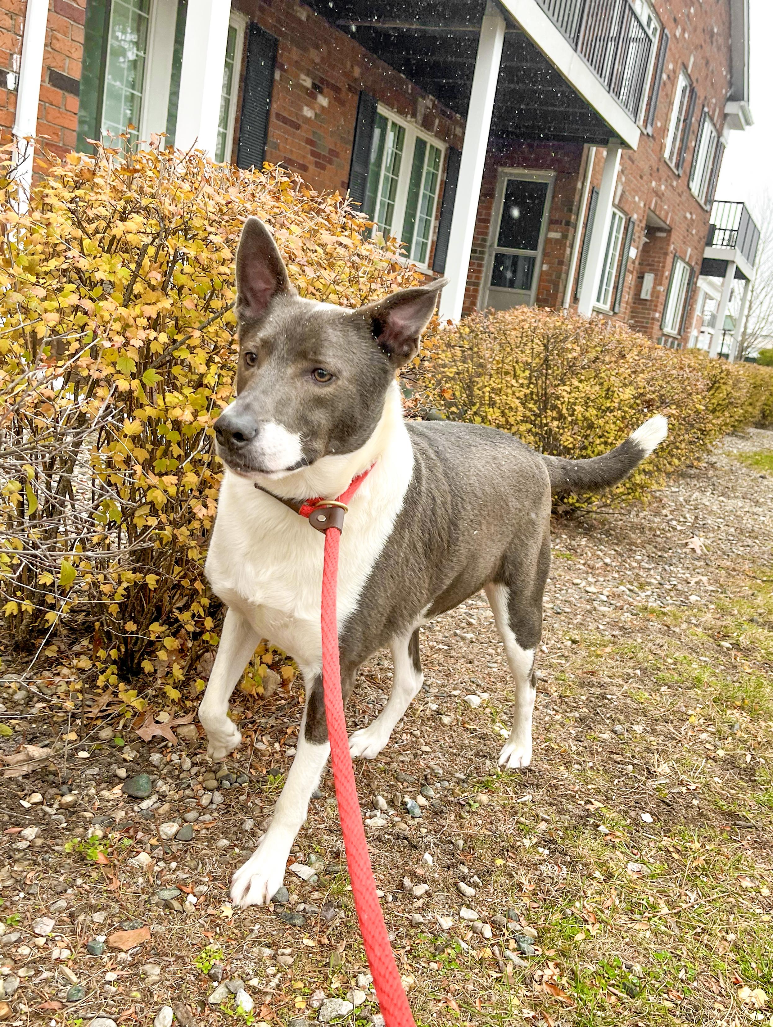 BOSCO- Needs a foster/forever home!, Adoptable, Adult Male McNab & Shepherd.