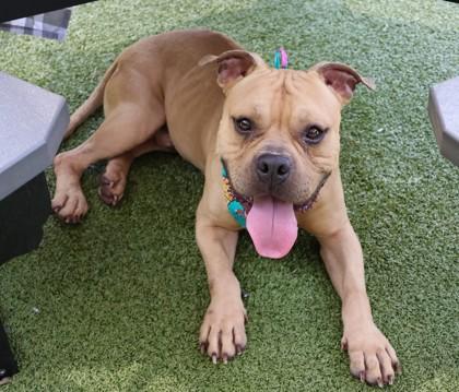 BooBoo, a Adoptable Mixed Breed in Athens, GA image 2/6