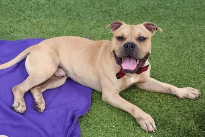 BooBoo, a Adoptable Mixed Breed in Athens, GA image 5/6