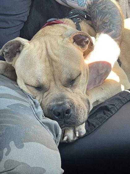 BooBoo, a Adoptable Mixed Breed in Athens, GA image 4/6