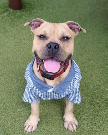 BooBoo, a Adoptable Mixed Breed in Athens, GA image 3/6