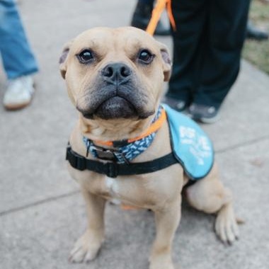 BooBoo, Adoptable, Adult Male Mixed Breed.