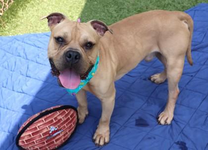 BooBoo, a Adoptable Mixed Breed in Athens, GA image 6/6