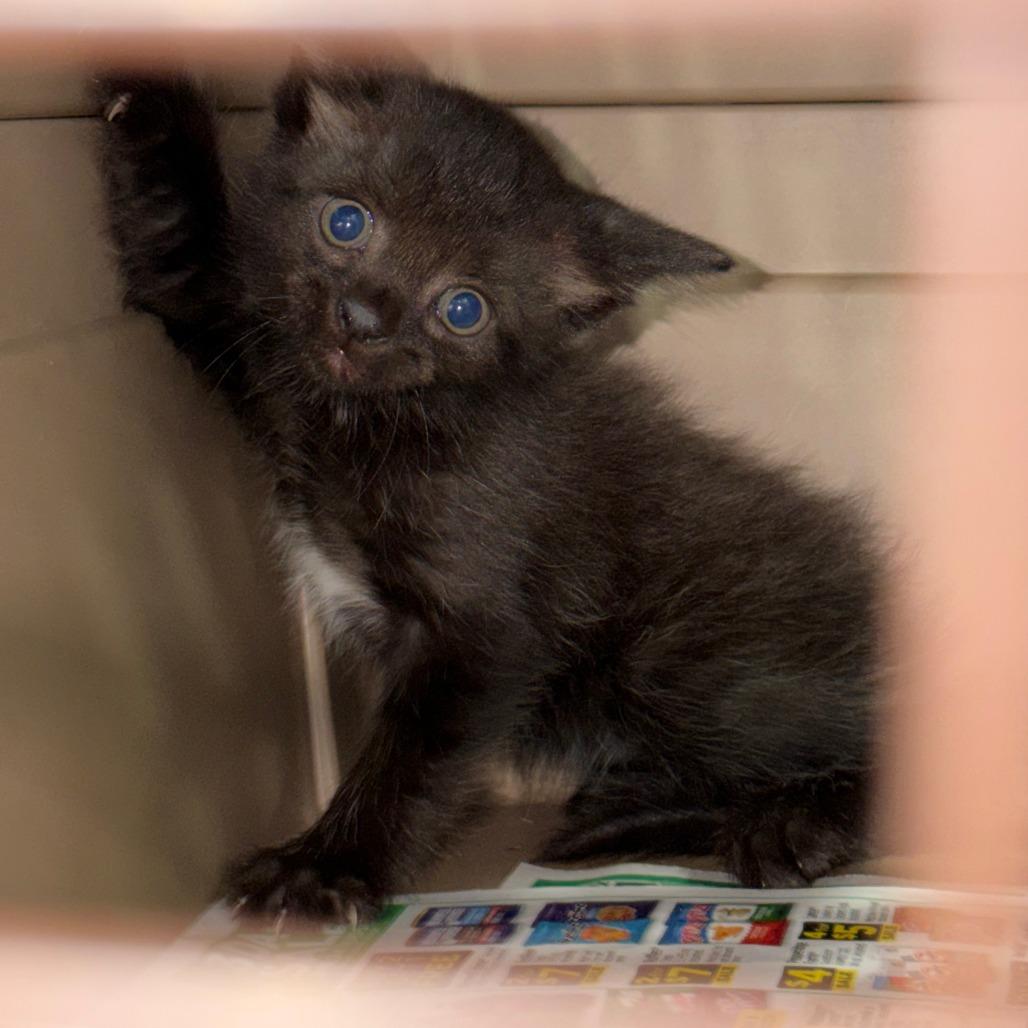 Habanera, a Adoptable Domestic Short Hair in Marion, VA image 2/5