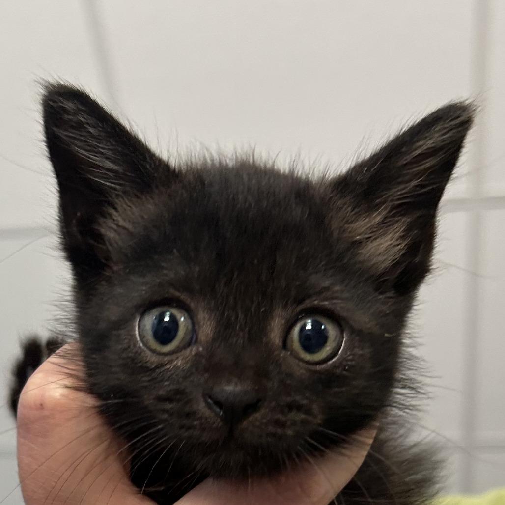 Habanera, a Adoptable Domestic Short Hair in Marion, VA image 3/5