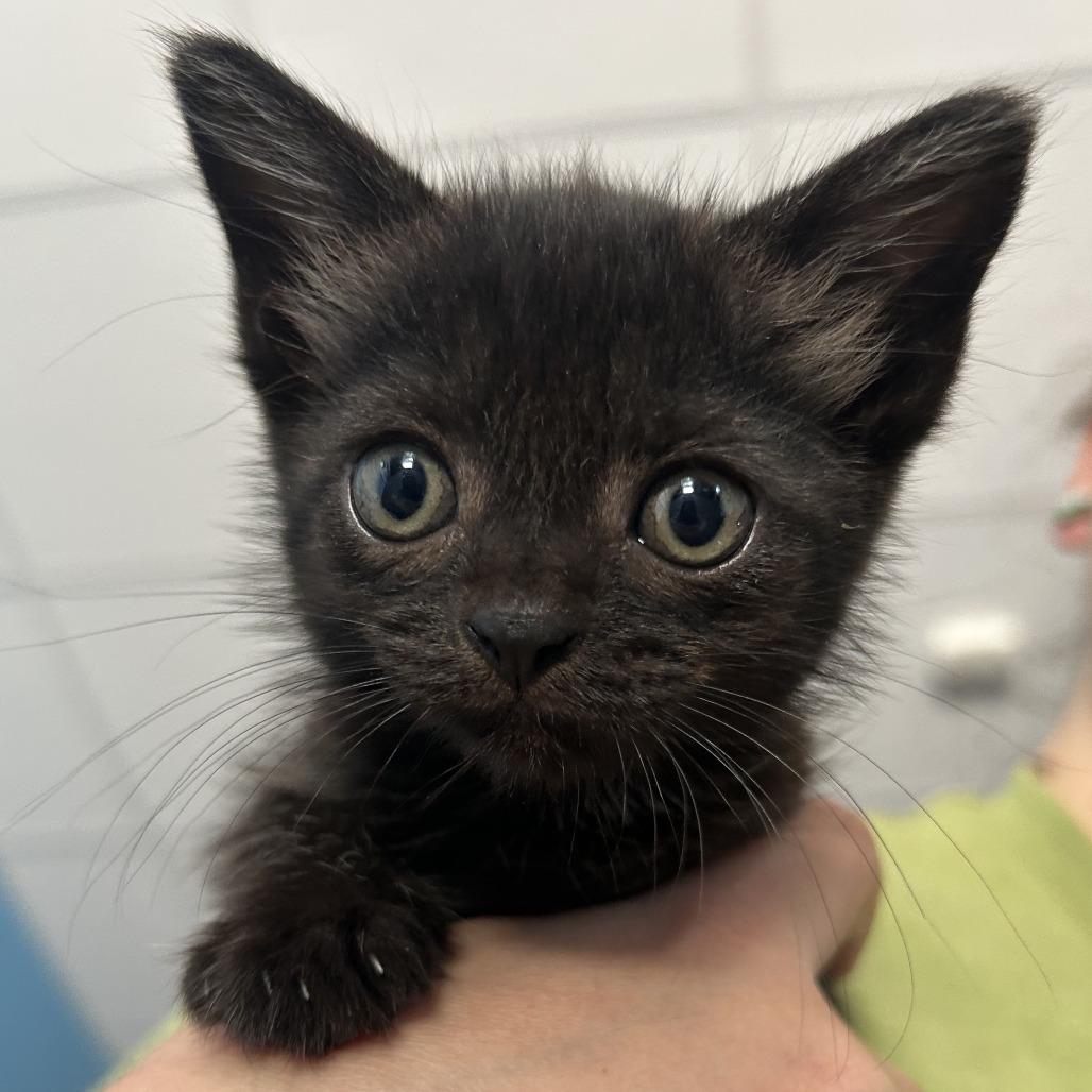 Habanera, a Adoptable Domestic Short Hair in Marion, VA image 5/5