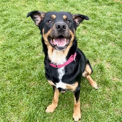 Alejandro, Adoptable, Adult Male Australian Shepherd & Mixed Breed.