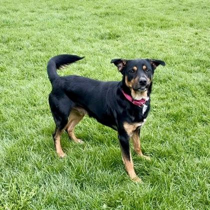 Enlarge Alejandro, a Adoptable mixed breed in East Montpelier, VT image 2/3
