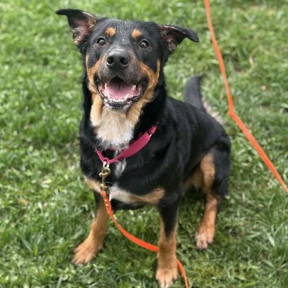 Enlarge Alejandro, a Adoptable mixed breed in East Montpelier, VT image 3/3