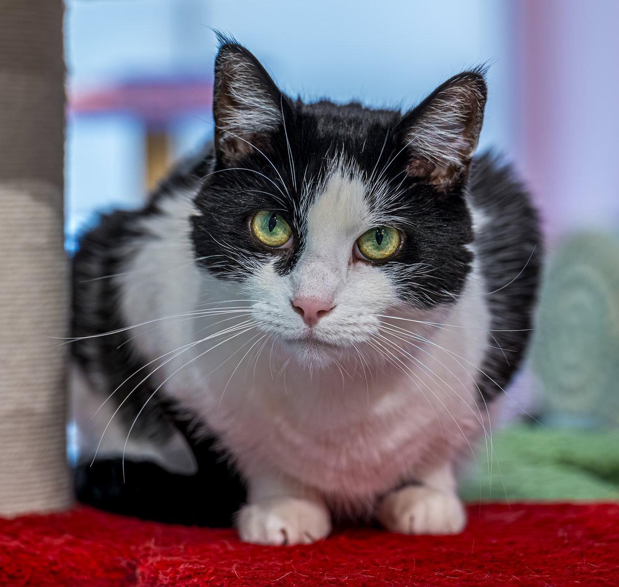 Rosebella - KBC, Adopted, Adult Female Domestic Short Hair.
