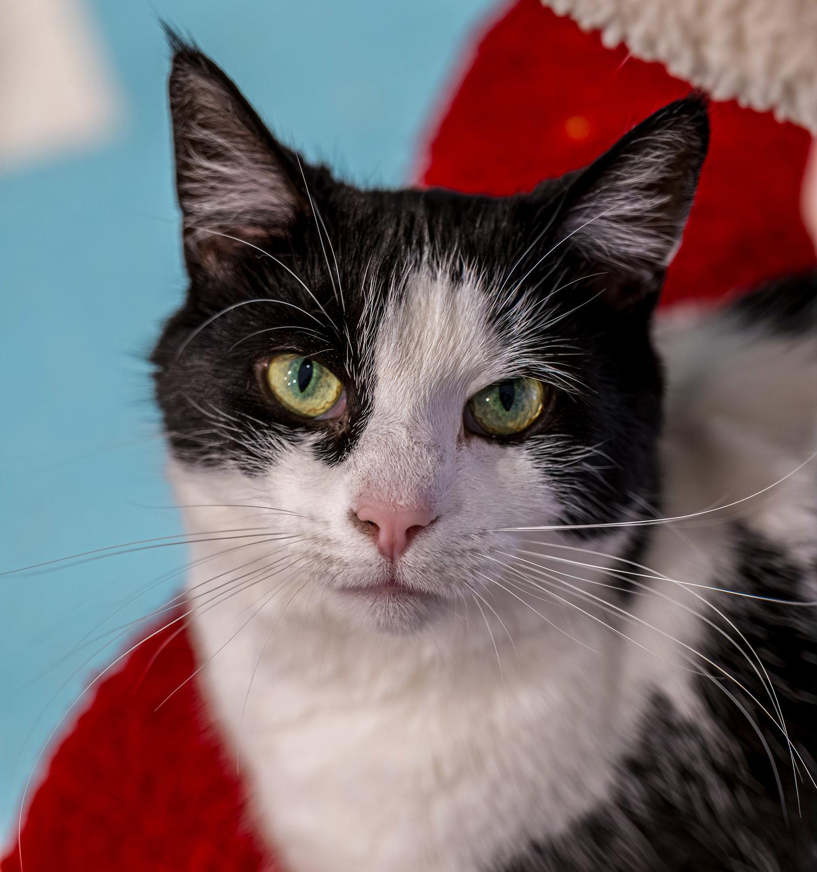 Enlarge Rosebella - KBC, a Adopted Domestic Short Hair in Dublin, OH image 2/3