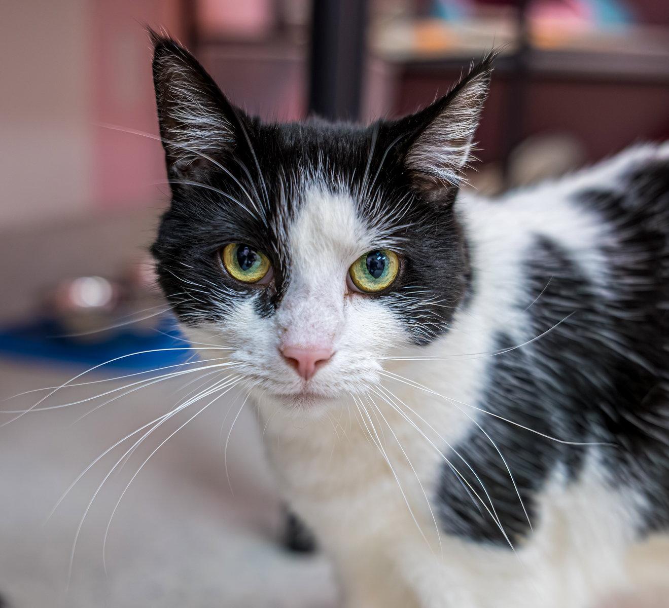 Enlarge Rosebella - KBC, a Adopted Domestic Short Hair in Dublin, OH image 3/3