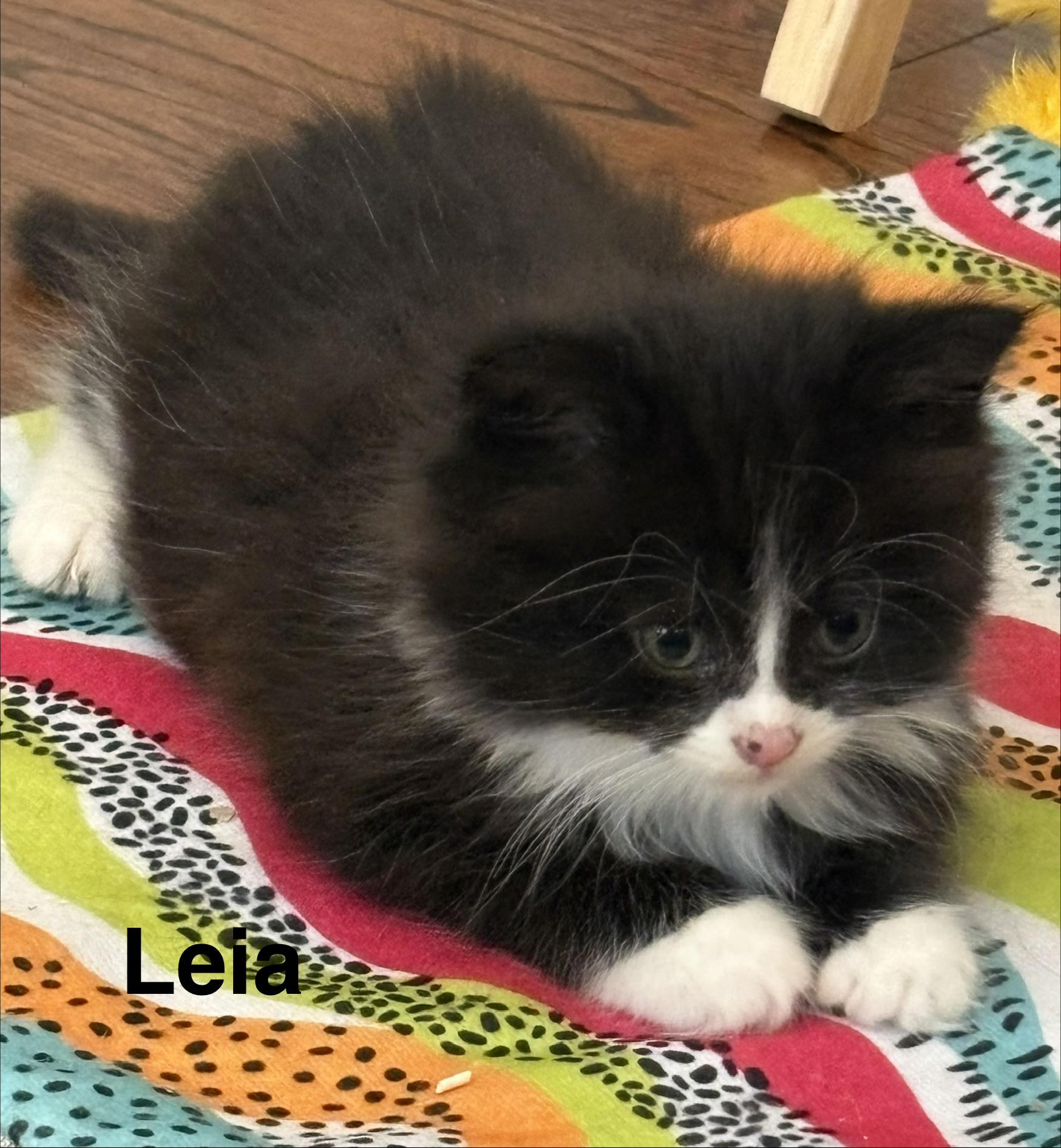 Enlarge Leia & Lucy (Dual adoption), an adopted Domestic Medium Hair in Pointe-Claire, QC image 5/6