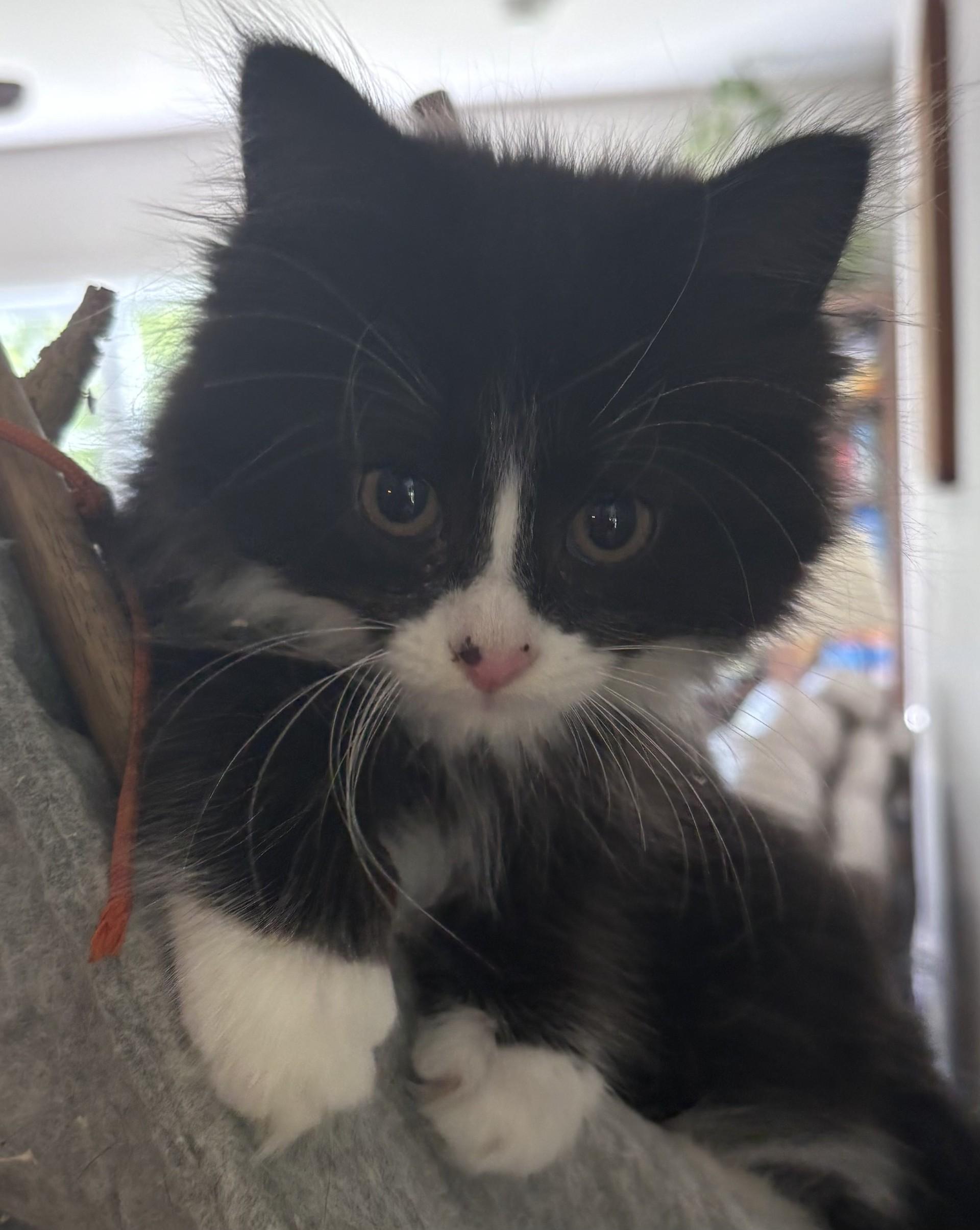 Enlarge Leia & Lucy (Dual adoption), an adopted Domestic Medium Hair in Pointe-Claire, QC image 2/6