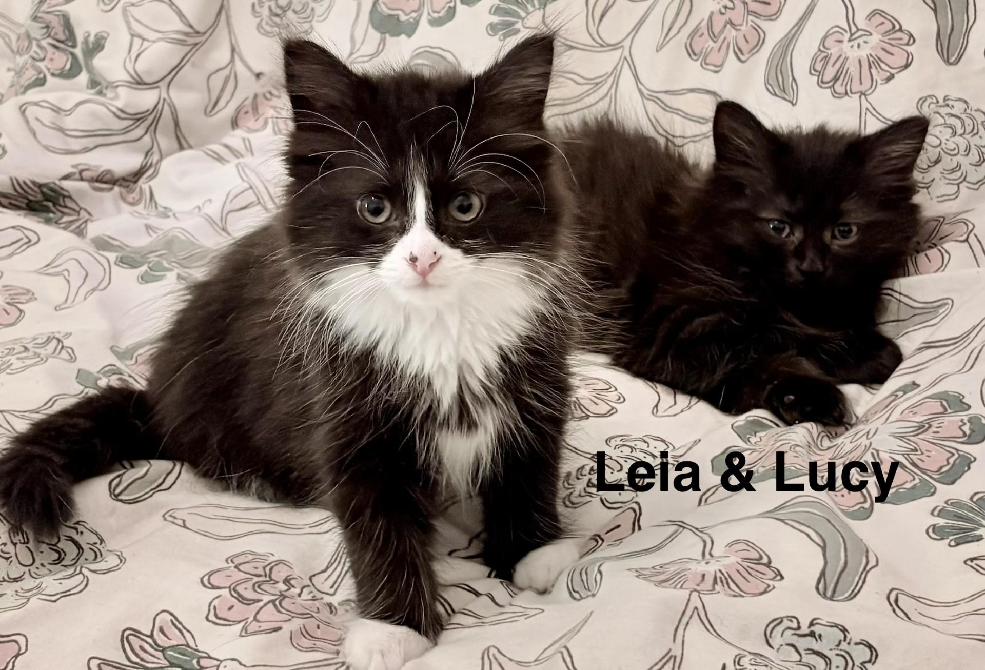 Leia & Lucy (Dual adoption), adopted, Kitten Female Domestic Medium Hair.