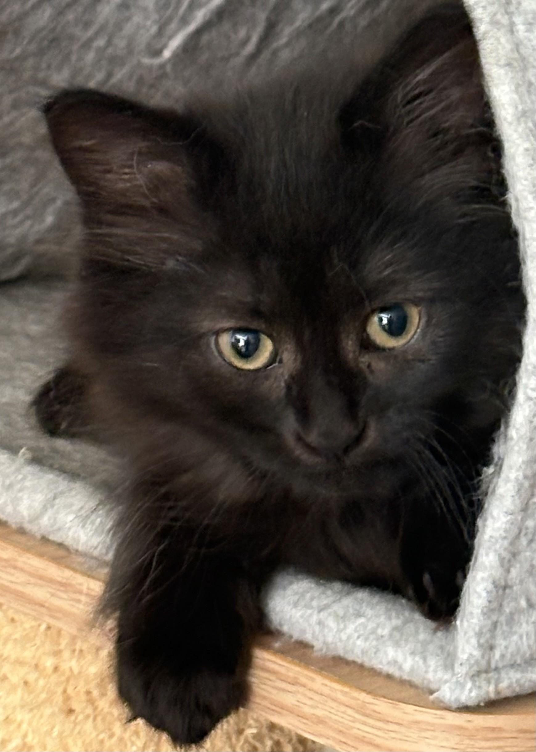 Enlarge Leia & Lucy (Dual adoption), an adopted Domestic Medium Hair in Pointe-Claire, QC image 3/6