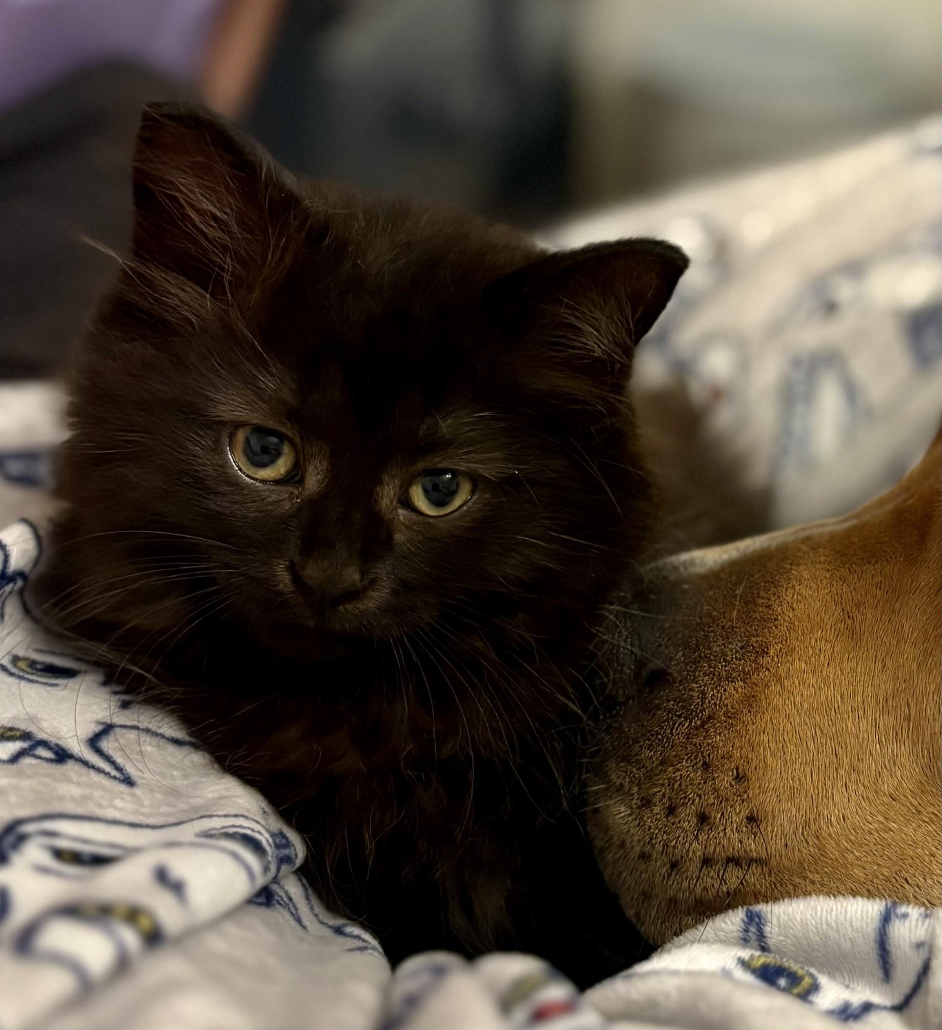 Enlarge Leia & Lucy (Dual adoption), an adopted Domestic Medium Hair in Pointe-Claire, QC image 4/6