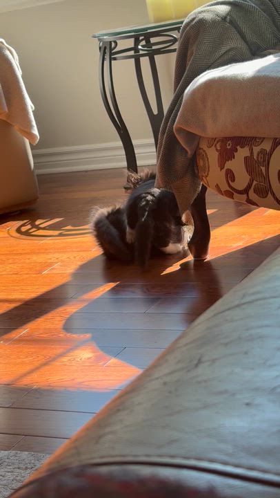 Enlarge Leia & Lucy (Dual adoption), an adopted Domestic Medium Hair in Pointe-Claire, QC video 6/6