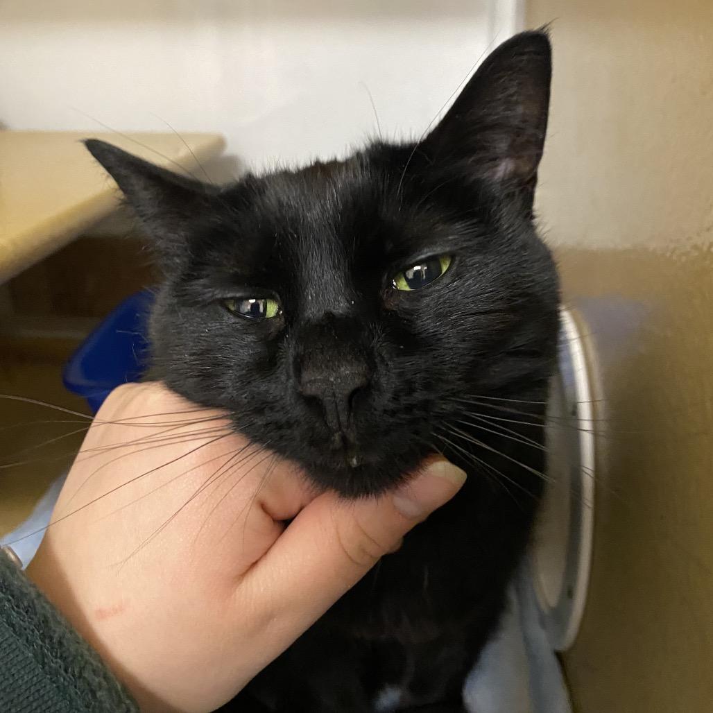 Katie, Adoptable, Senior Female Domestic Short Hair.