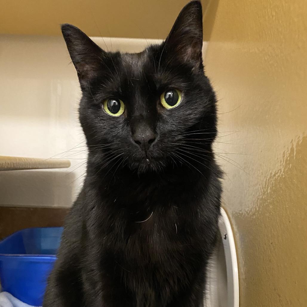 Enlarge Katie, a Adoptable mixed breed in Spokane, WA image 2/4