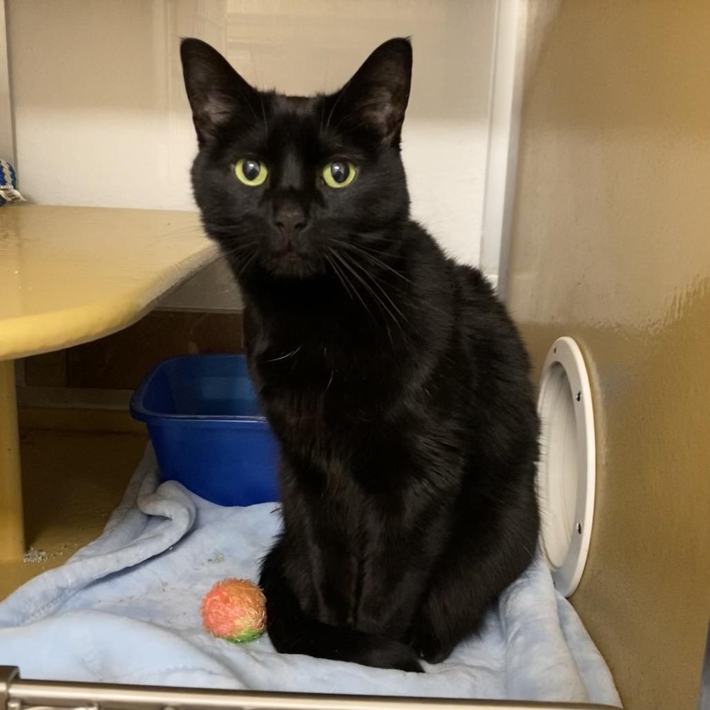 Enlarge Katie, a Adoptable mixed breed in Spokane, WA image 3/4