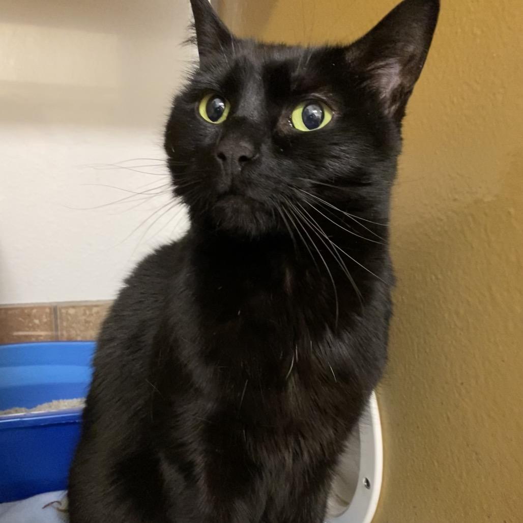 Enlarge Katie, a Adoptable mixed breed in Spokane, WA image 4/4