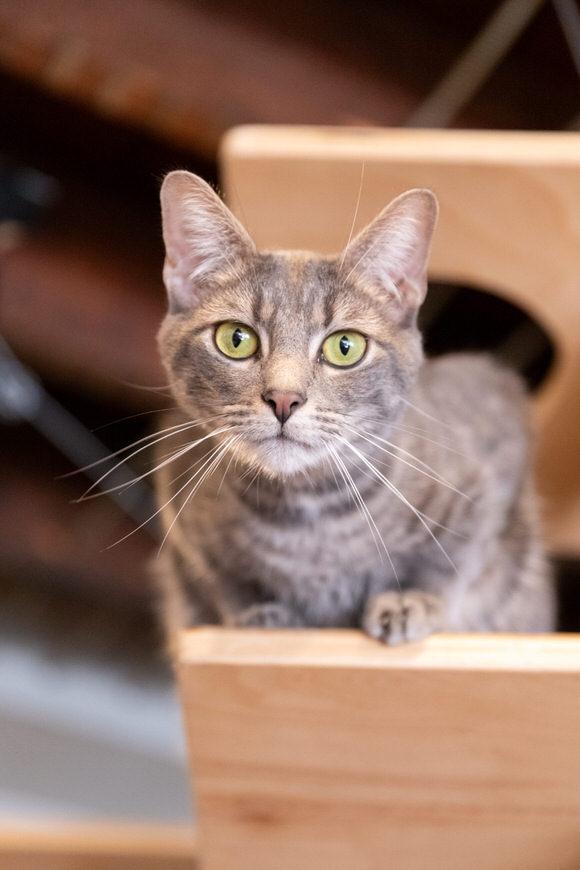 Enlarge Mint Julep, a Adoptable Domestic Short Hair in Dayton, OH image 1/2