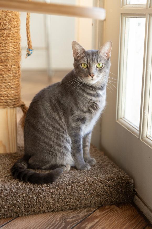 Enlarge Mint Julep, a Adoptable Domestic Short Hair in Dayton, OH image 2/2