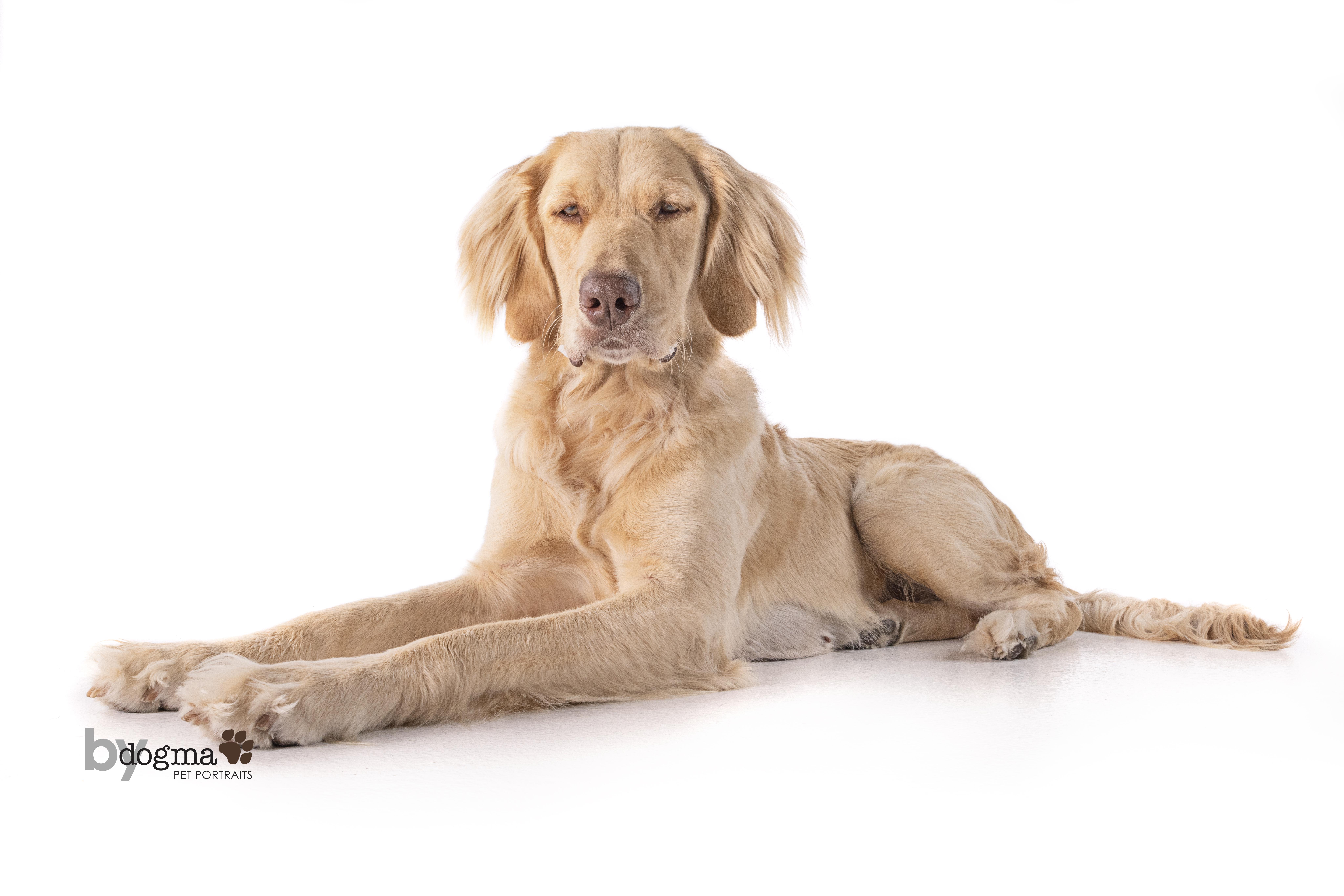 Rosie, Adult Female Golden Retriever
