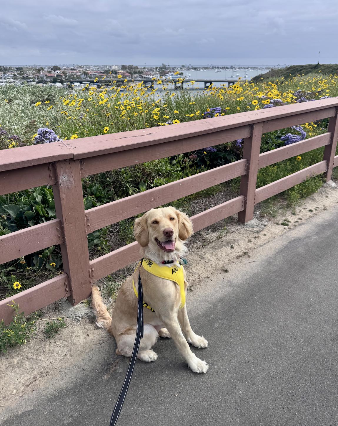 Rosie photo 4
