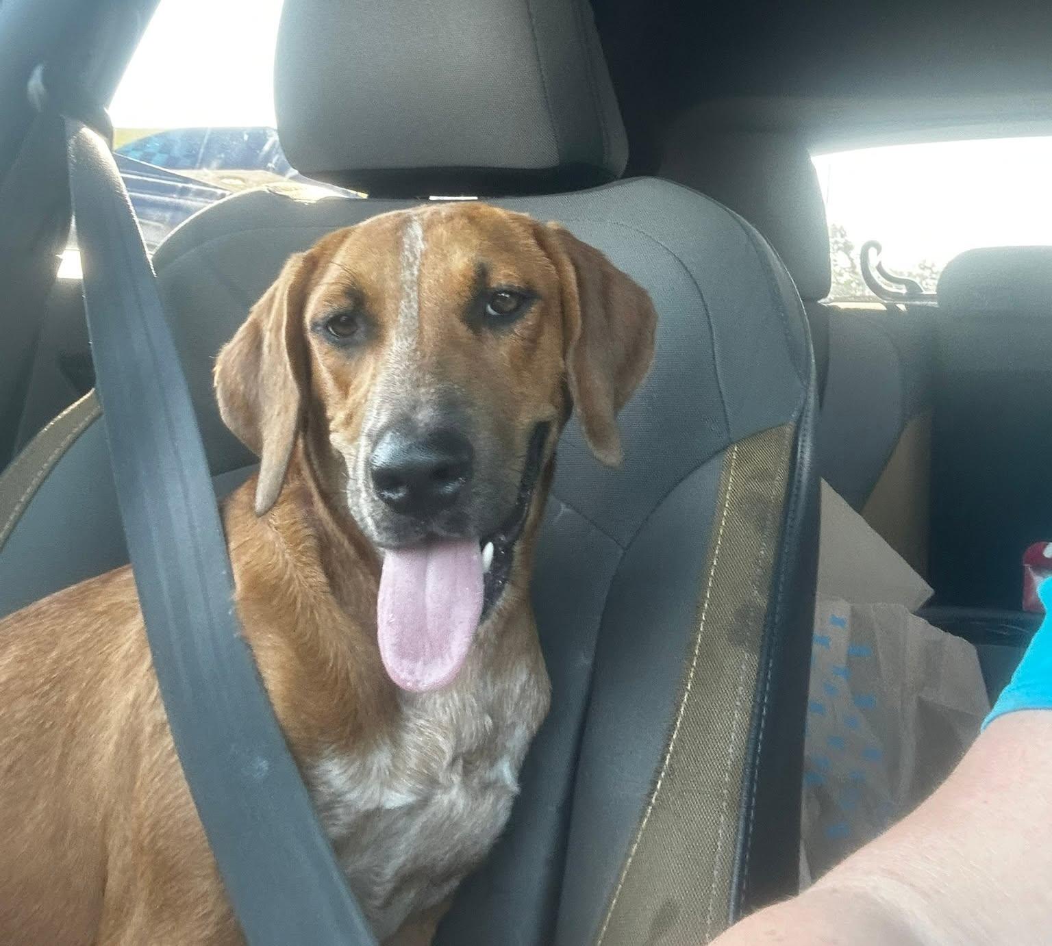 Enlarge Jackie, a Adopted mixed breed in Bolivar, TN image 1/1