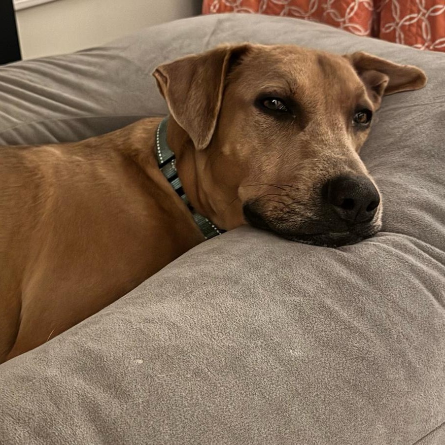 Tommy, Adoptable, Young Male Mixed Breed.