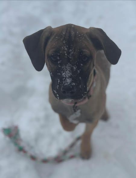 Enlarge Marcie, a Adoptable mixed breed in Albany, NY image 6/6