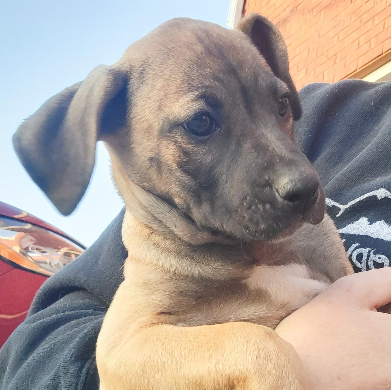 Enlarge Marcie, a Adoptable mixed breed in Albany, NY image 3/3