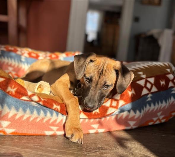 Enlarge Marcie, a Adoptable mixed breed in Albany, NY image 4/6