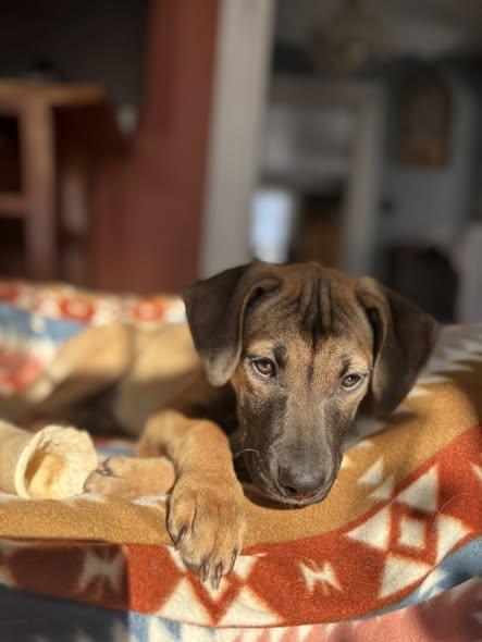 Enlarge Marcie, a Adoptable mixed breed in Albany, NY image 5/6