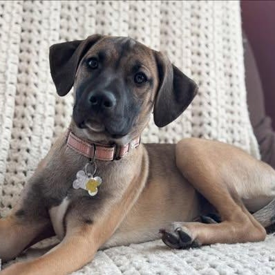 Enlarge Marcie, a Adoptable mixed breed in Albany, NY image 1/6