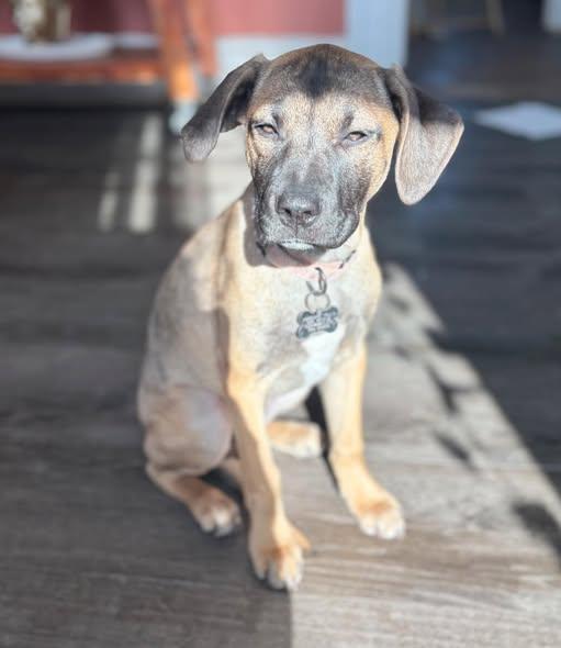 Enlarge Marcie, a Adoptable mixed breed in Albany, NY image 3/6