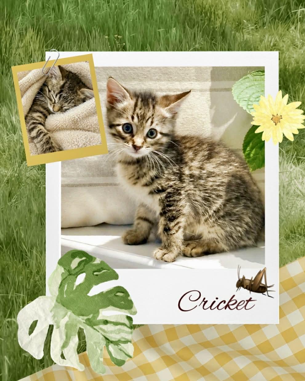 Cricket, ADOPTABLE, Kitten Male Domestic Short Hair.