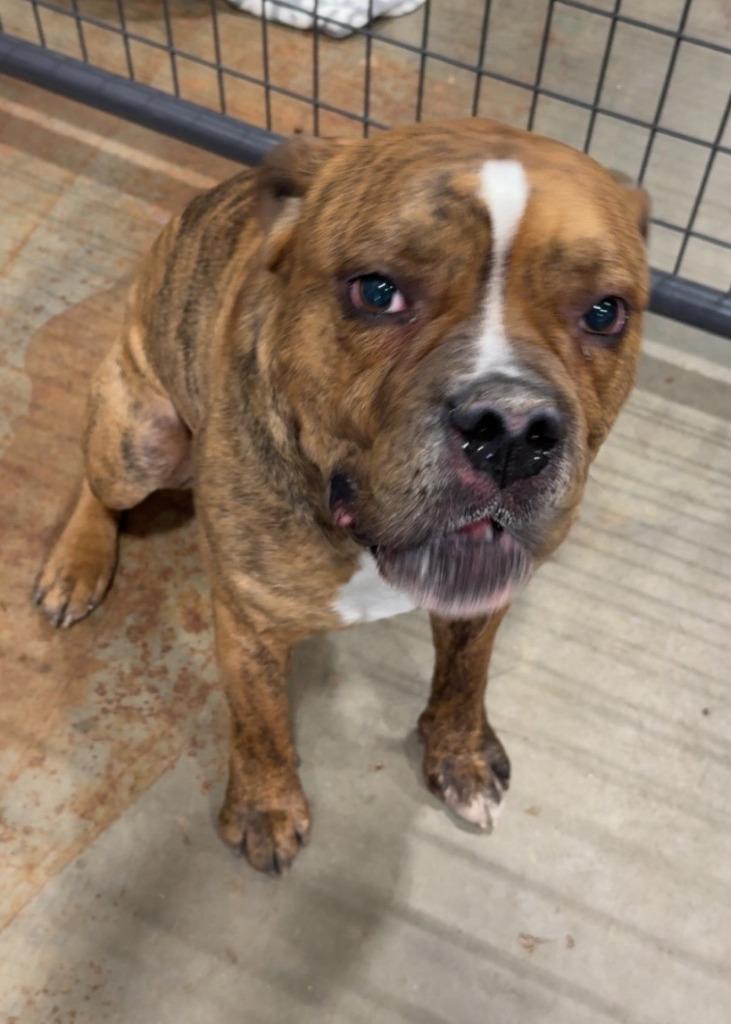 Enlarge Brutus 26-08348, a Adopted mixed breed in Minot, ND image 4/5