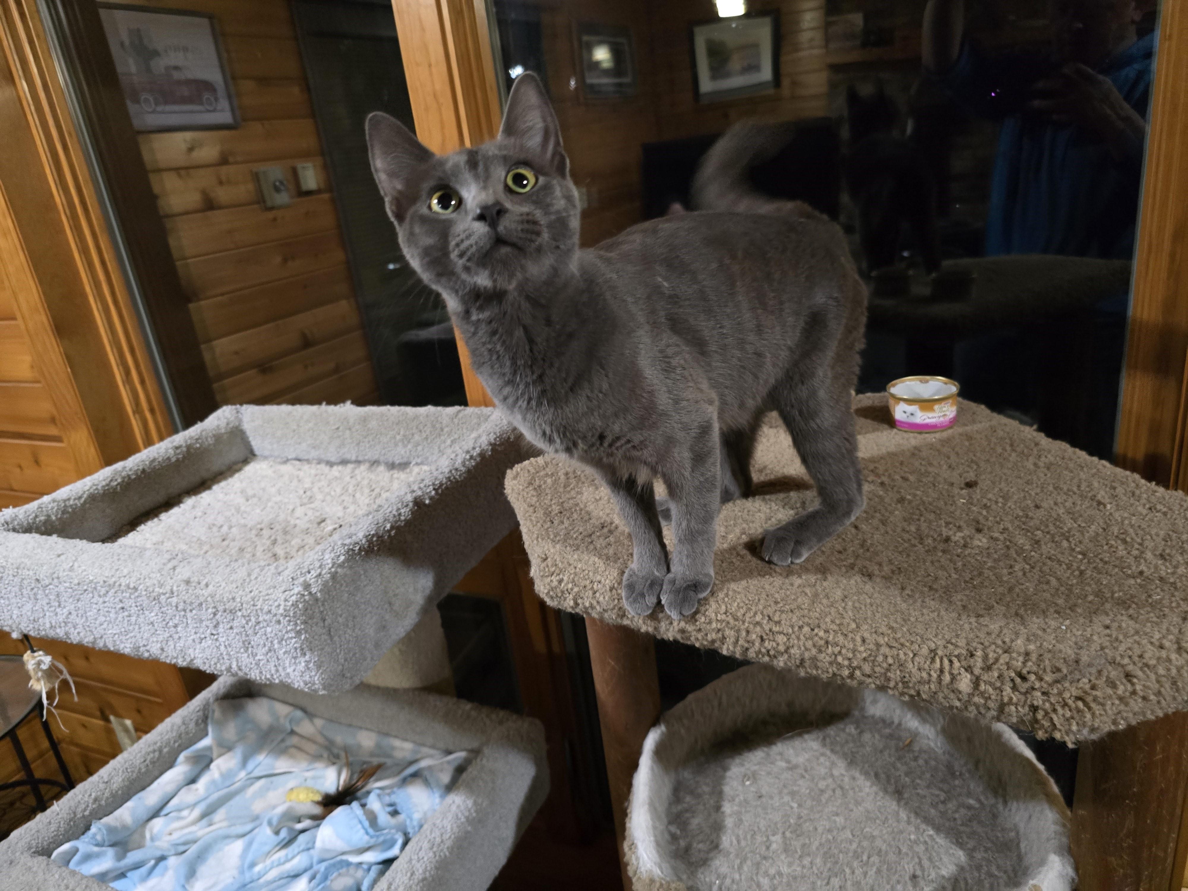 Enlarge Joy, an adopted mixed breed in River Falls, WI image 2/4